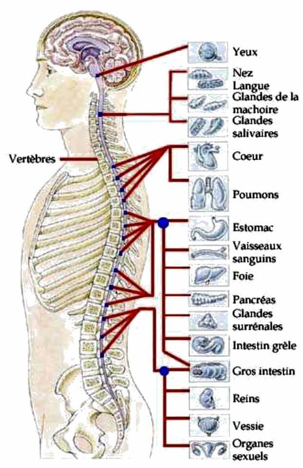 Réflexologie vertébrale et dorsale organes